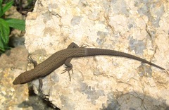 Algyroides fitzingeri