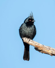 Phainopepla nitens