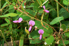 Desmodium scorpiurus