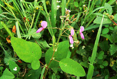 Desmodium scorpiurus