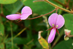 Desmodium scorpiurus
