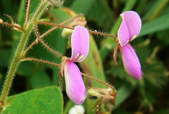 Desmodium scorpiurus