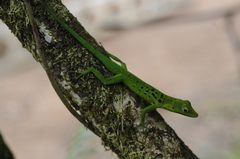 Anolis marmoratus