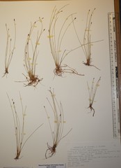 Eleocharis quinqueflora
