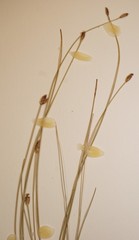 Eleocharis quinqueflora