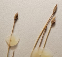 Eleocharis quinqueflora