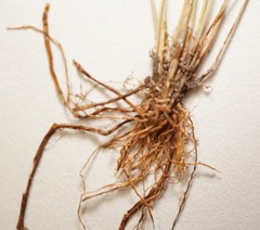 Eleocharis quinqueflora