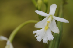 Epidendrum revertianum