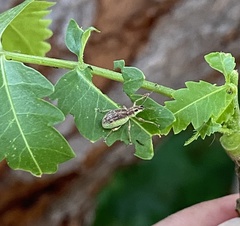 Myllocerina