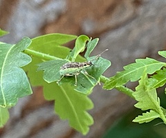 Myllocerina