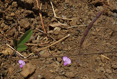 Desmodium scorpiurus