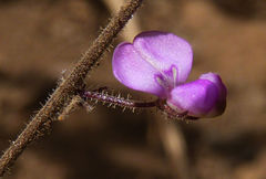 Desmodium scorpiurus