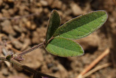Desmodium scorpiurus