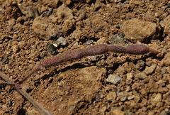 Desmodium scorpiurus
