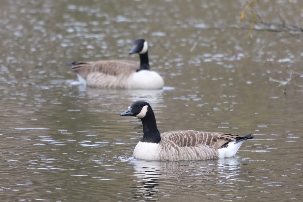 Canada Goose from Schengen, Luxemburg on March 12, 2022 at 10:26 AM by ...