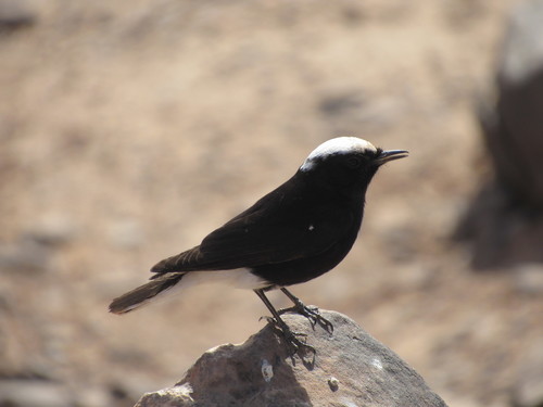 Collalba yebélica (Oenanthe leucopyga)