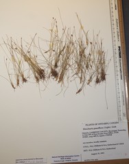 Eleocharis quinqueflora