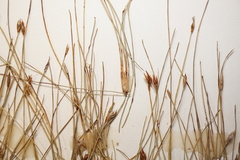 Eleocharis quinqueflora