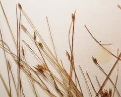 Eleocharis quinqueflora