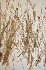 Eleocharis quinqueflora