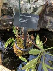 Nepenthes alata × ventricosa