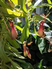Nepenthes alata × ventricosa