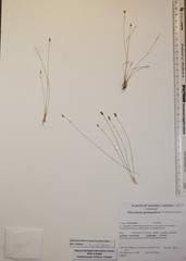 Eleocharis quinqueflora