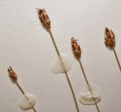 Eleocharis quinqueflora