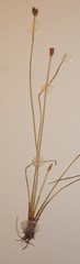 Eleocharis quinqueflora