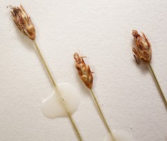 Eleocharis quinqueflora