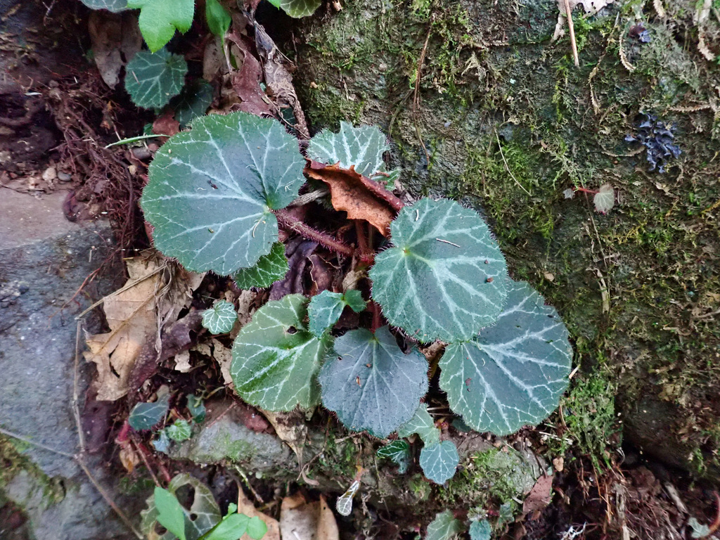 Saxifraga stolonifera, Levada dos Balcões, Madeira