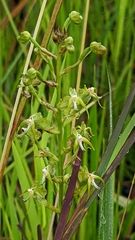 Habenaria weberiana