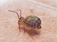 Ptenothrix marmorata