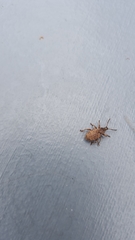 Otiorhynchus singularis