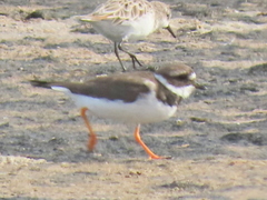 Charadrius hiaticula tundrae