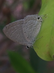 Catochrysops