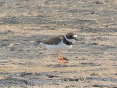 Charadrius hiaticula tundrae