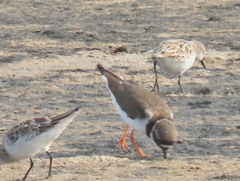 Charadrius hiaticula tundrae