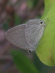 Catochrysops