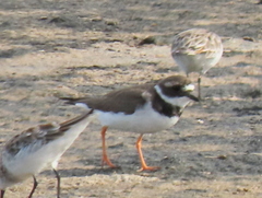 Charadrius hiaticula tundrae