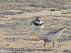 Charadrius hiaticula tundrae