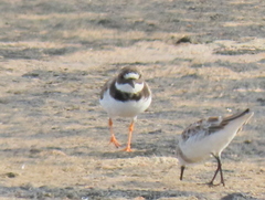 Charadrius hiaticula tundrae