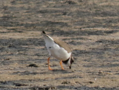 Charadrius hiaticula tundrae