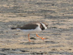 Charadrius hiaticula tundrae