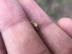 Acanthospermum hispidum