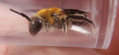 Colletes brimleyi