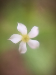 Catharanthus pusillus