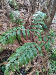 Diplazium hachijoense