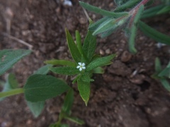 Catharanthus pusillus