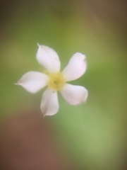 Catharanthus pusillus